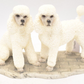 Vintage The Leonardo Collection Poodle Dog Duo Figurine – White, Elegant
